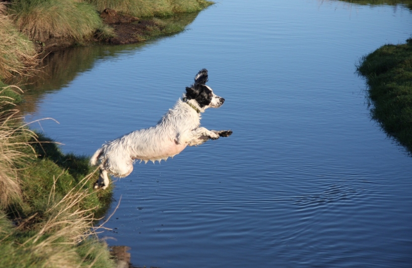 Happy dog jumping into river